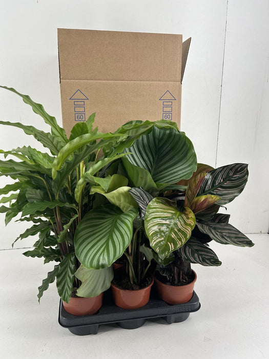 calathea-mix-p14cm