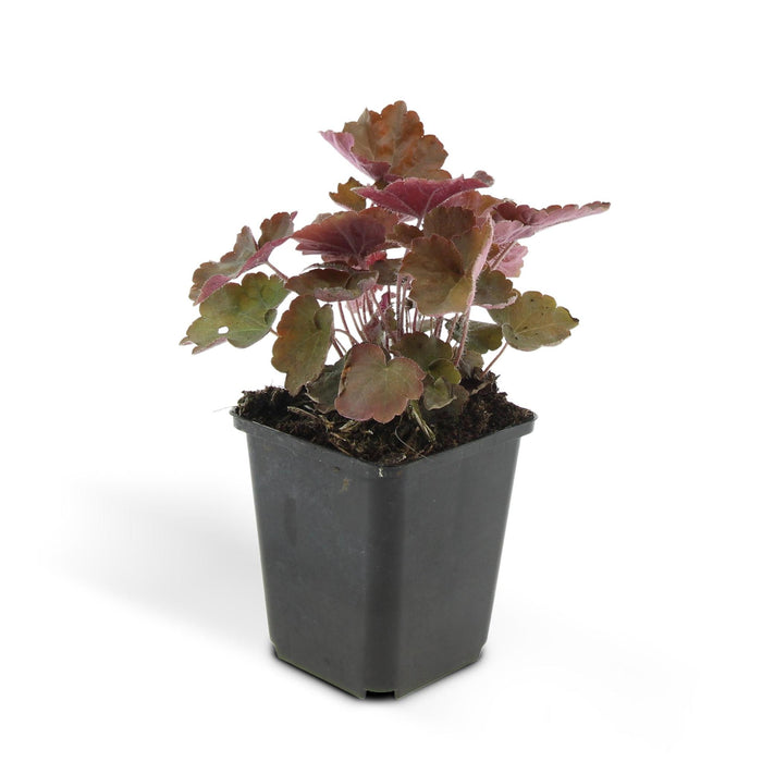 heuchera-mic-palace-purple-↕25cm-o9cm