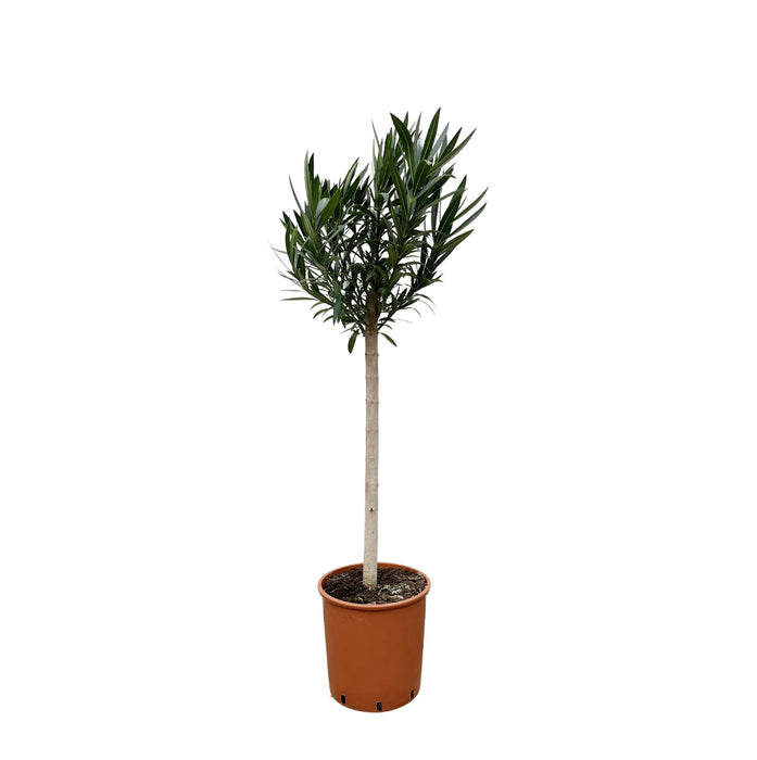 nerium-oleander-op-stam-met-roze-bloem-150cm-o30