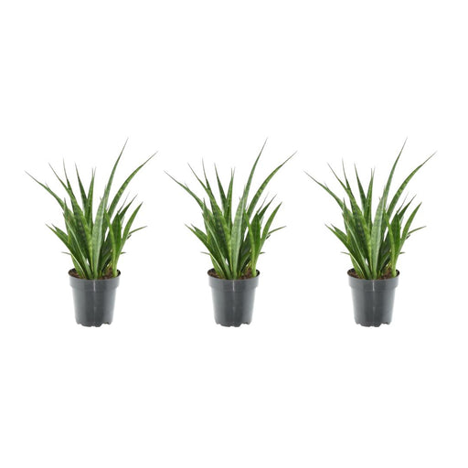 3x-sansevieria-kirkii-38-cm-o12