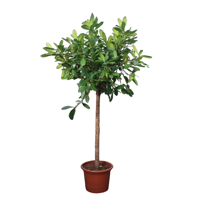 ficus-cyathistipula-boom-250-cm-o50