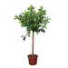 ficus-cyathistipula-boom-250-cm-o50