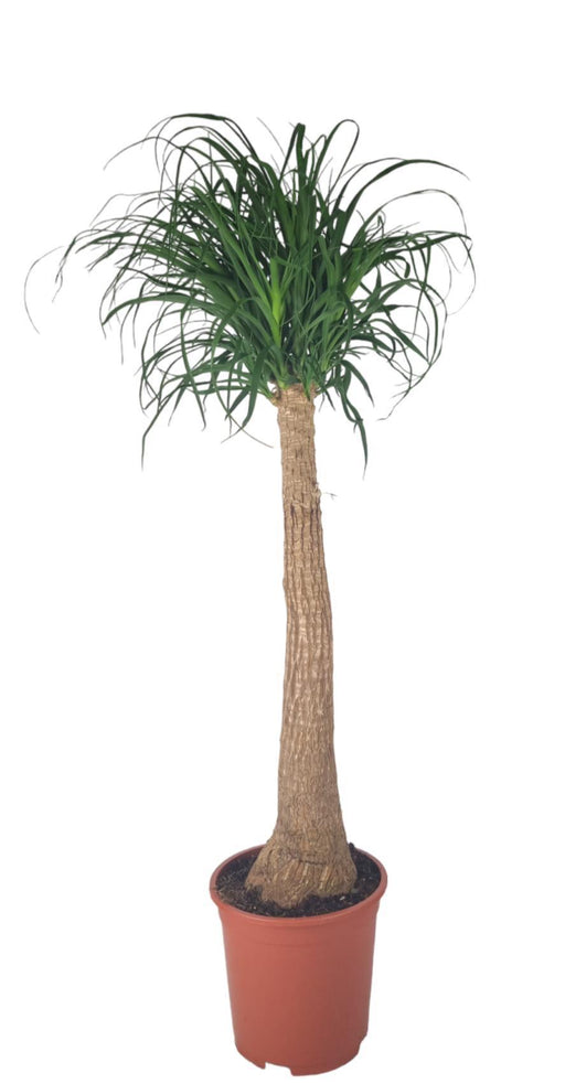 beaucarnea-nolina-o27cm-↕120cm