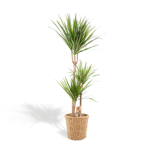 dracaena-met-mand-120cm-o21cm