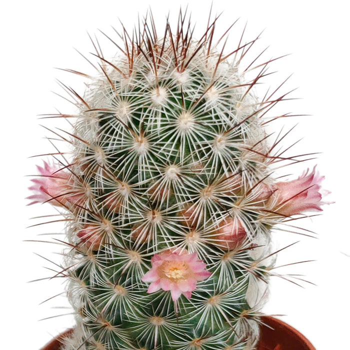 cactus-mix-5-5-cm-zonder-pot-bloeiend-5x