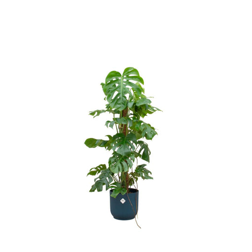 combi-deal-monstera-pertusum-xl-inclusief-elho-vibes-fold-round-o30-blauw-120-cm