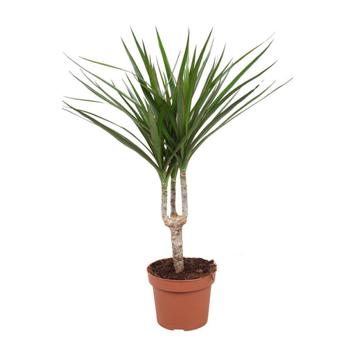 dracaena-marginata-o12cm-↕50cm