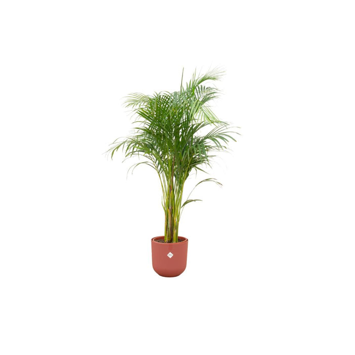 combi-deal-areca-palm-inclusief-elho-jazz-round-rood-o26-140-cm