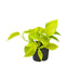 epipremnum-golden-pothos-o12-15cm