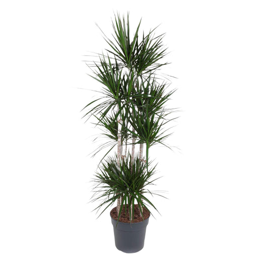 dracaena-marginata-carrousel-190-cm-o34