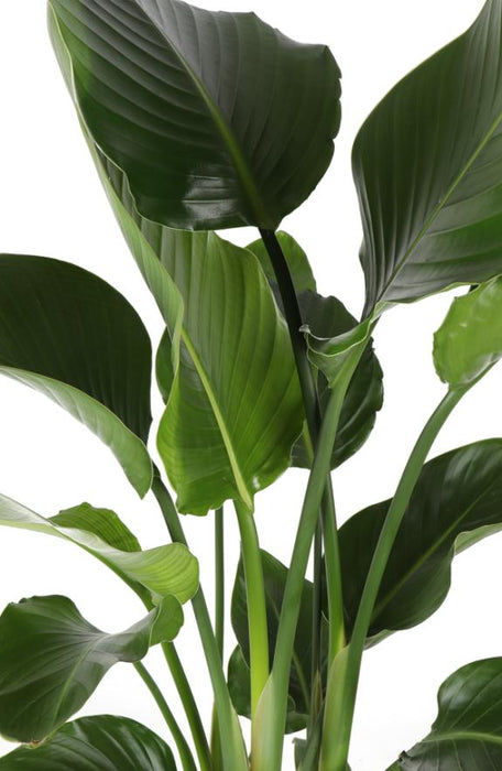 strelitzia-nicolai-o24cm-↕120cm