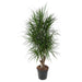 dracaena-marginata-vertakt-140-cm-o31