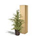 ficus-benjamina-twilight-95cm-o21cm-pot-mayk-lead