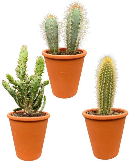 cactus-palen-mix-↕15-20cm-3-stuks-terracotta-o9-5-cm