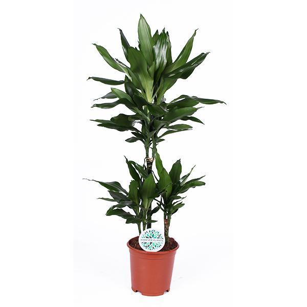 dracaena-janet-lind-o21cm-↕90cm-1