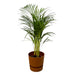 areca-palm-85cm-o19cm-inclusief-elho-greenville-round-bruin-d24xh23