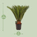 cycas-revoluta-o24-↕90