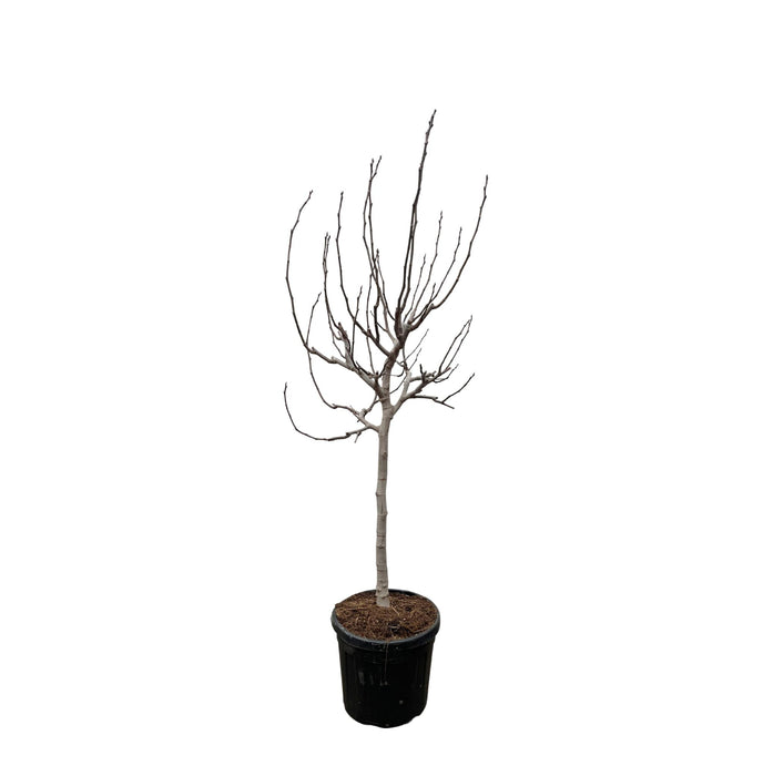 ficus-carica-op-stam-225-cm-o40