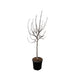 ficus-carica-op-stam-225-cm-o40