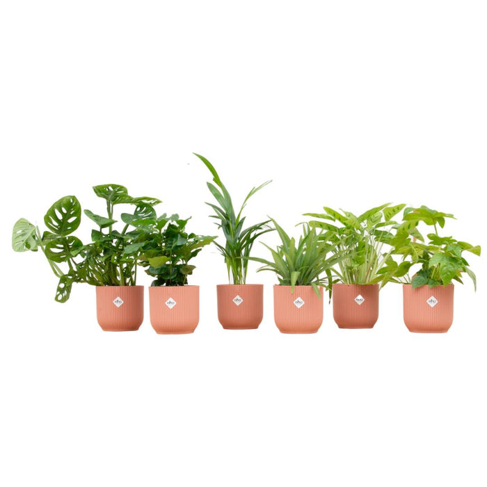 verrassingsbox-6-planten-inclusief-elho-vibes-fold-round-o14-roze