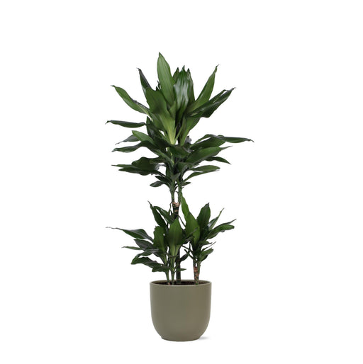 dracaena-janet-lind-o21cm-↕90cm-in-boule-olijf-pot