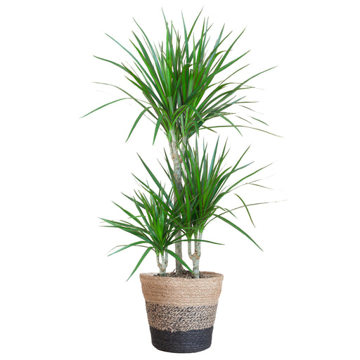 dracaena-marginata-met-lissabon-mand-zwart