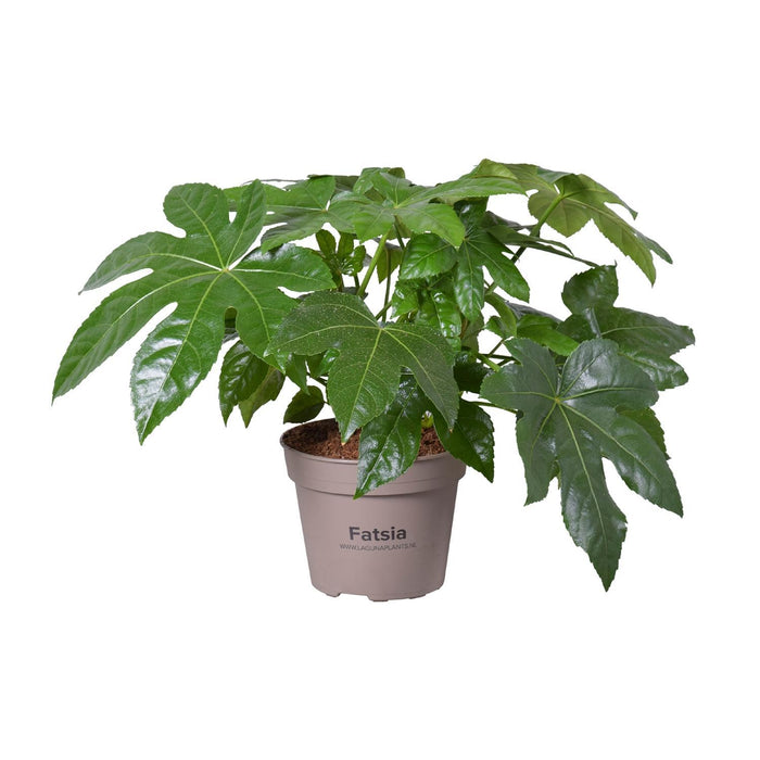 fatsia-japonica-o15cm-↕45cm