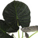 alocasia-regal-shield-o24cm-↕110cm-in-boule-taupe-pot