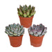 echeveria-mix-8-5-cm-3x-zonder-pot