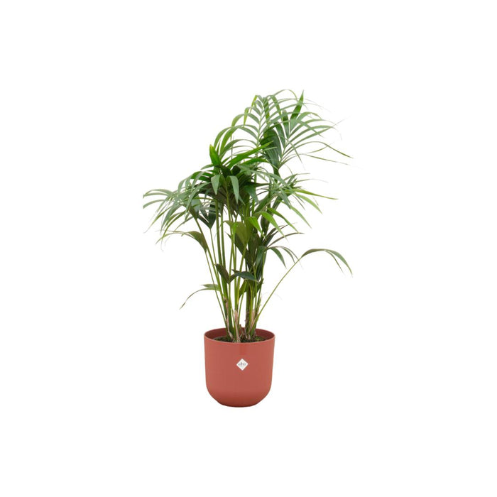 combi-deal-kentia-palm-inclusief-elho-jazz-round-rood-o26-130-cm