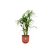 combi-deal-kentia-palm-inclusief-elho-jazz-round-rood-o26-130-cm