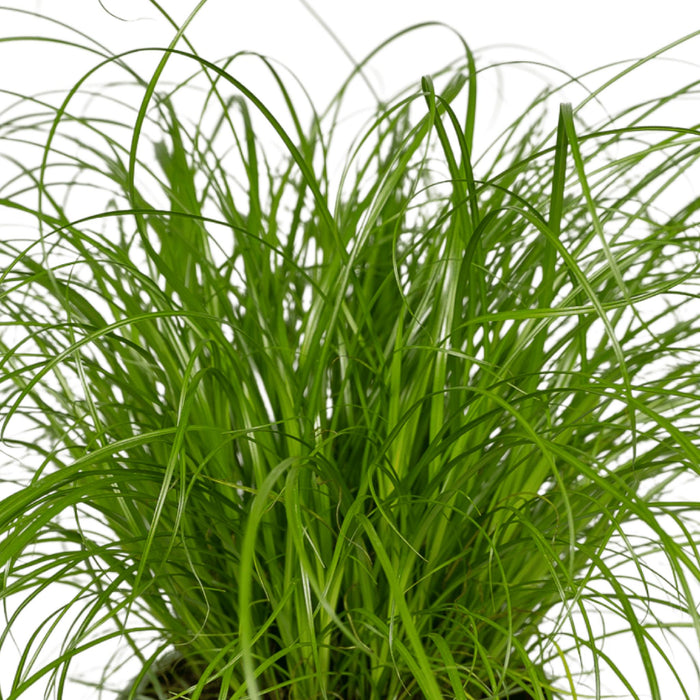 4x-cyperus-alternifolius-kattengras-20cm-o12