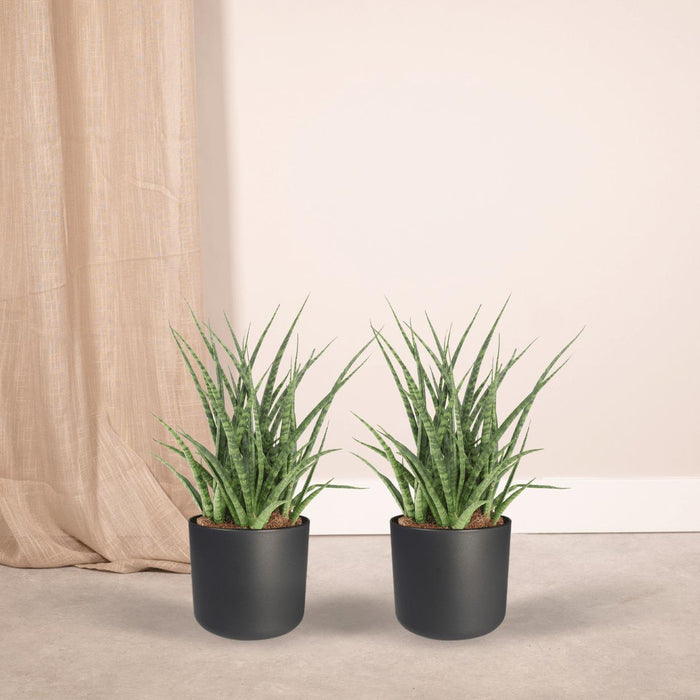 2x-sansevieria-fernwood-punk-vrouwentong-30cm-o12