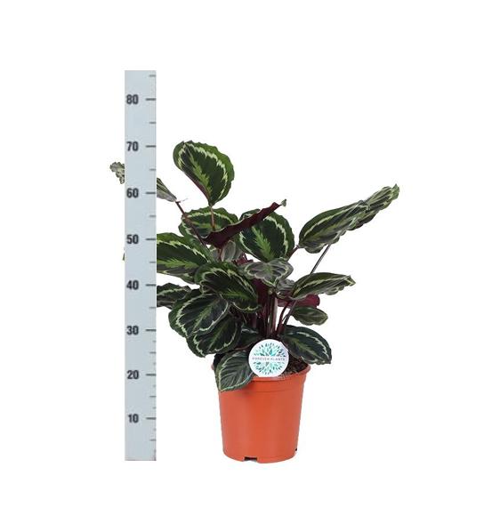 calathea-medaillon-o21cm-↕70cm-in-albury-natural-mand