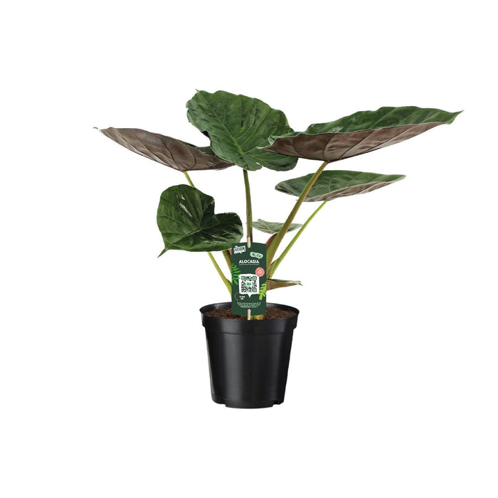 alocasia-wentii-olifantsoor-70cm-o19