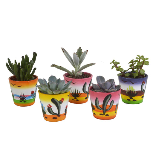 vetplanten-mix-5-5-cm-5x-in-mexicaanse-pot