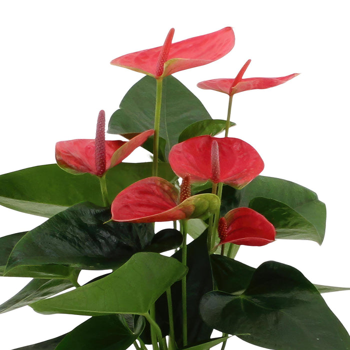 anthurium-andreanum-sweet-dream-incl-pure-mand-45cm-o12