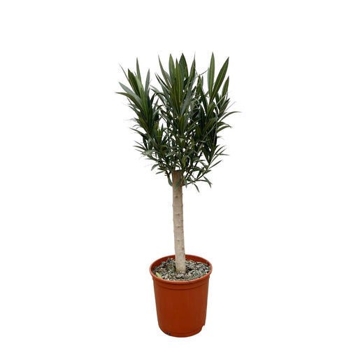 nerium-oleander-op-stam-met-rode-bloem-110cm-o30