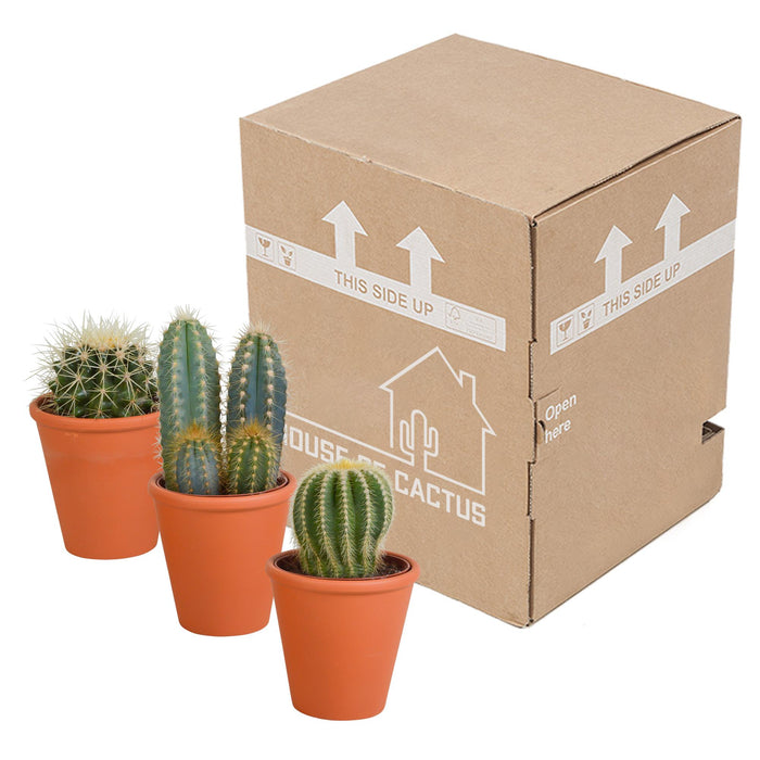 cactus-mix-8-5-cm-3x-in-terracotta-pot