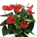 anthurium-andreanum-esudo-incl-pure-mand-45cm-o12