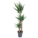 yucca-elephantipe-170-cm-o31