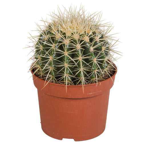 echinocactus-grusonii-12cm