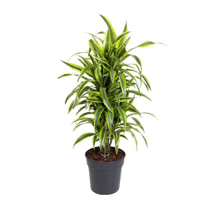 dracaena-fragrans-deremensis-grp-lemon-lime-o27cm-↕110cm