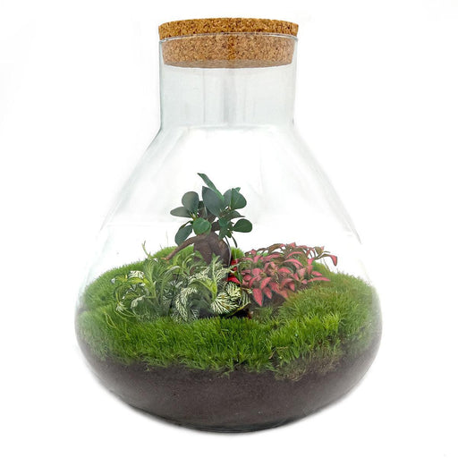 diy-terrarium-sam-xl-bonsai-↕-35-cm-normal