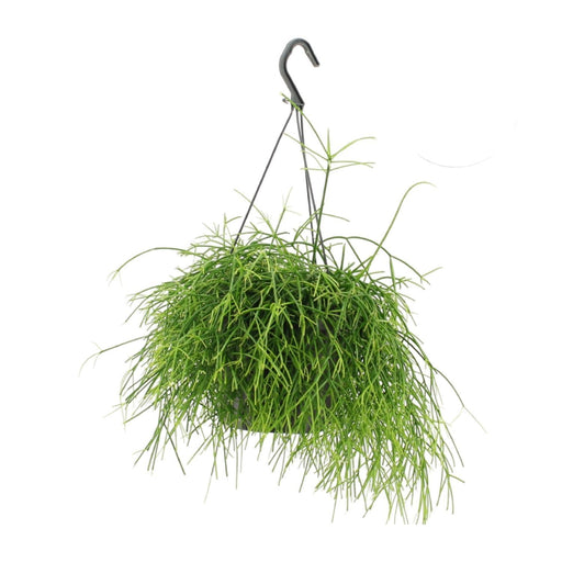 rhipsalis-oasis-o17cm-↕25cm