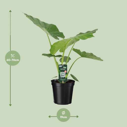 alocasia-macrorrhiza-70cm-o19cm