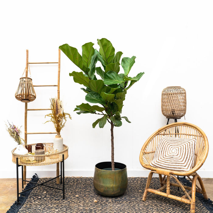 ficus-lyrata-stam-170cm-30