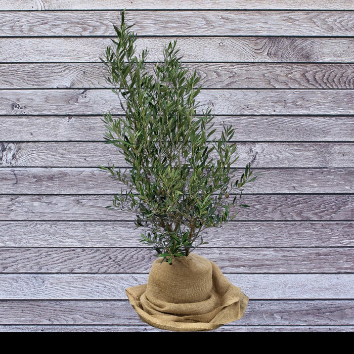 olea-europaea-bush-7-5-liter-olijf-struik