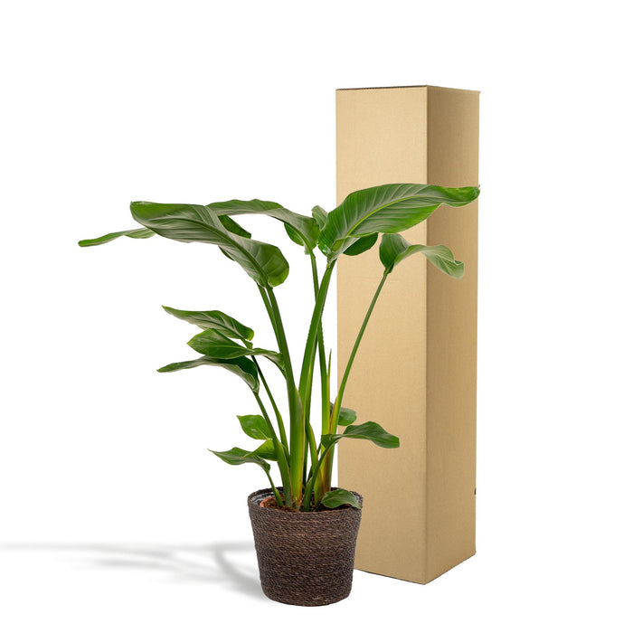 strelitzia-nicolai-90cm-o19cm-mand-igmar