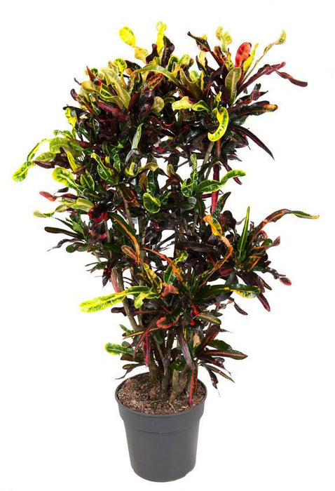 codiaeum-mammi-o31cm-↕130cm